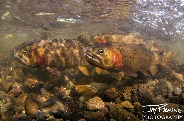 Yellowstone Cutthroat Trout — Jay Fleming